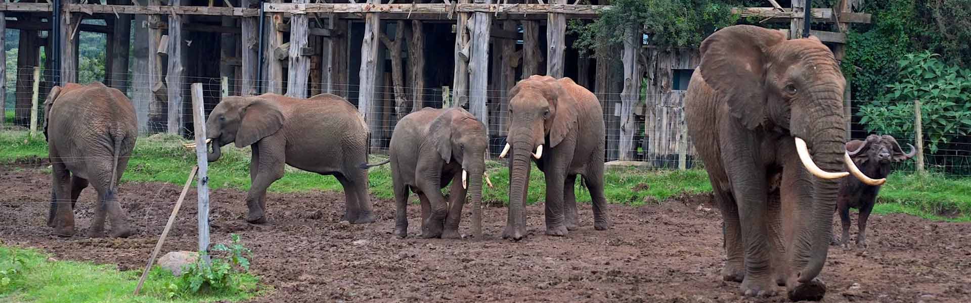 Aberdare National Park