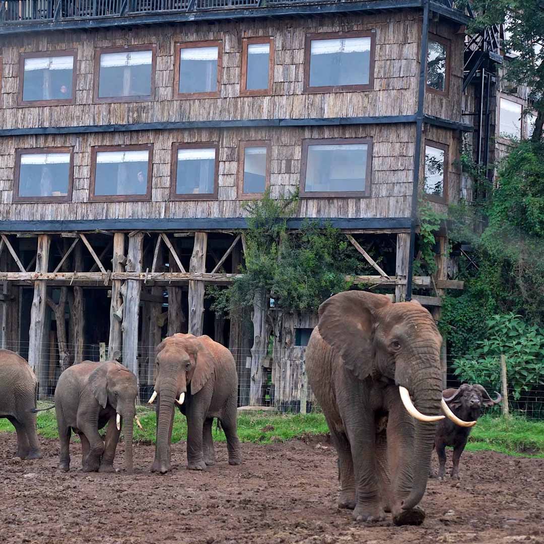 Aberdare National Park