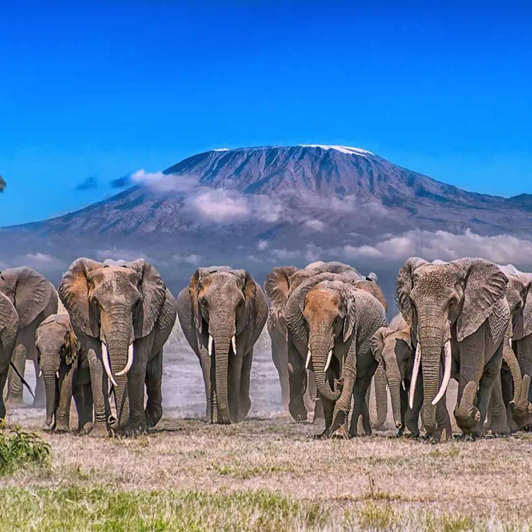 Amboseli National Park