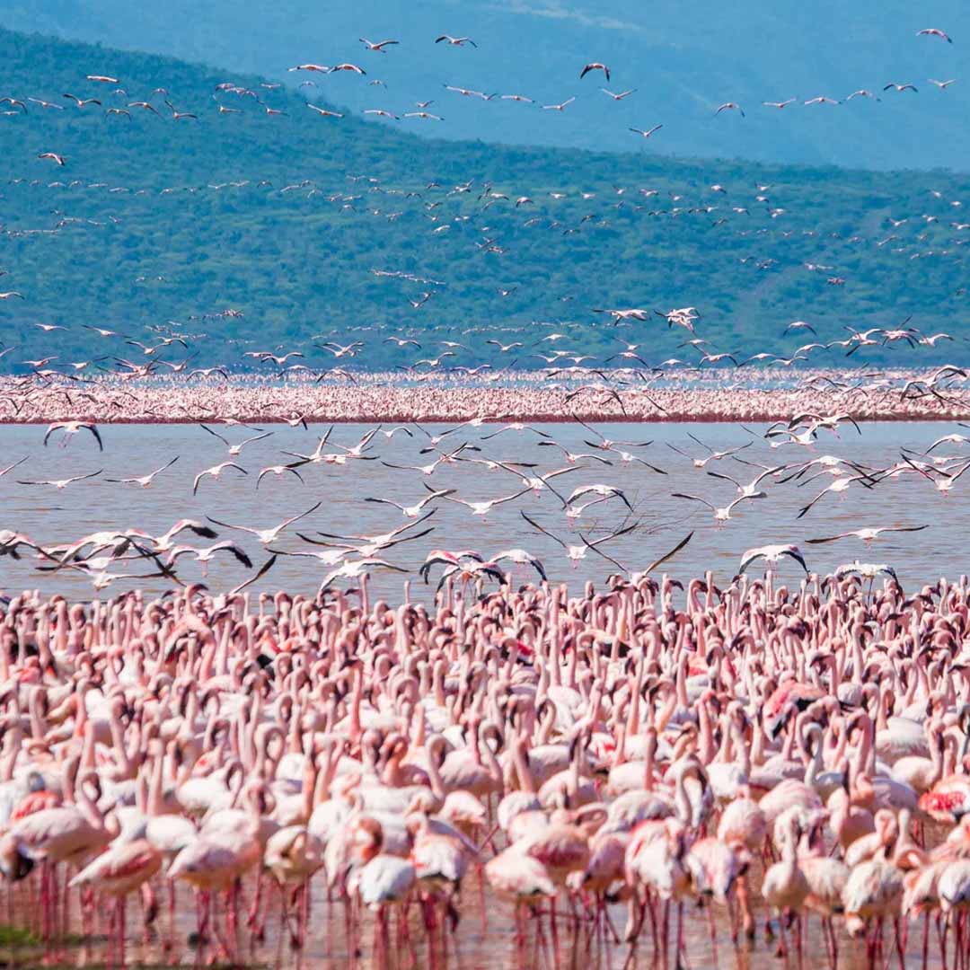 Lake Nakuru National Park