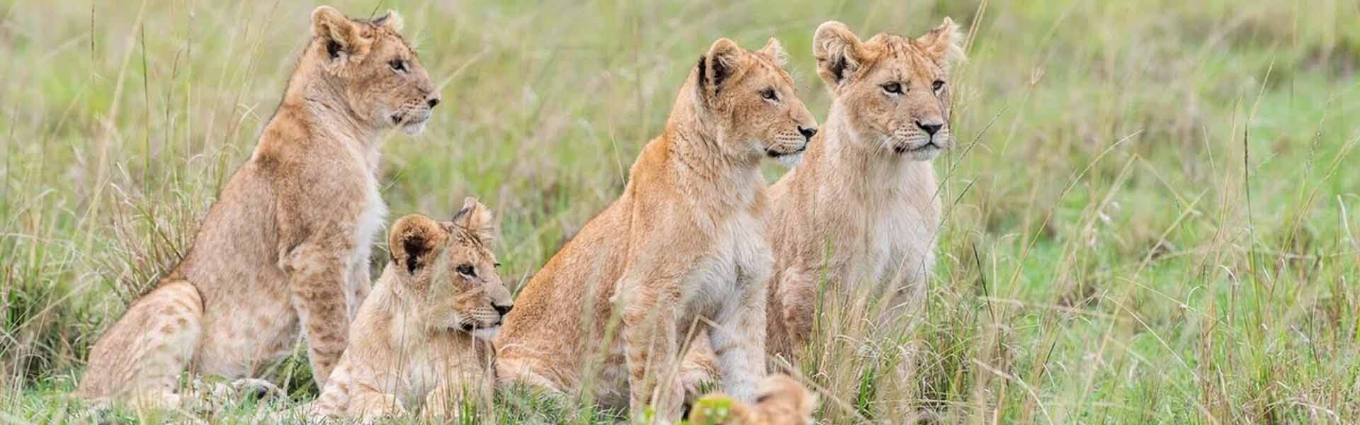 Lewa Wildlife Conservancy