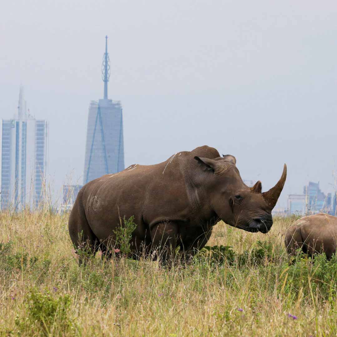 Nairobi National Park