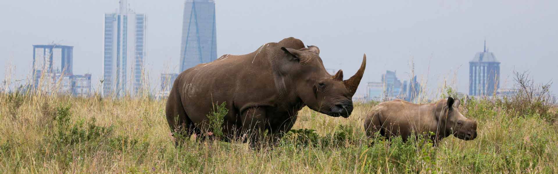 Nairobi National Park