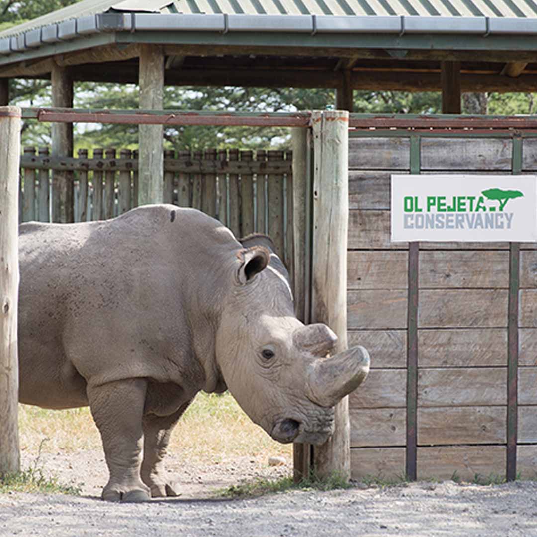 Ol Pejeta Conservancy