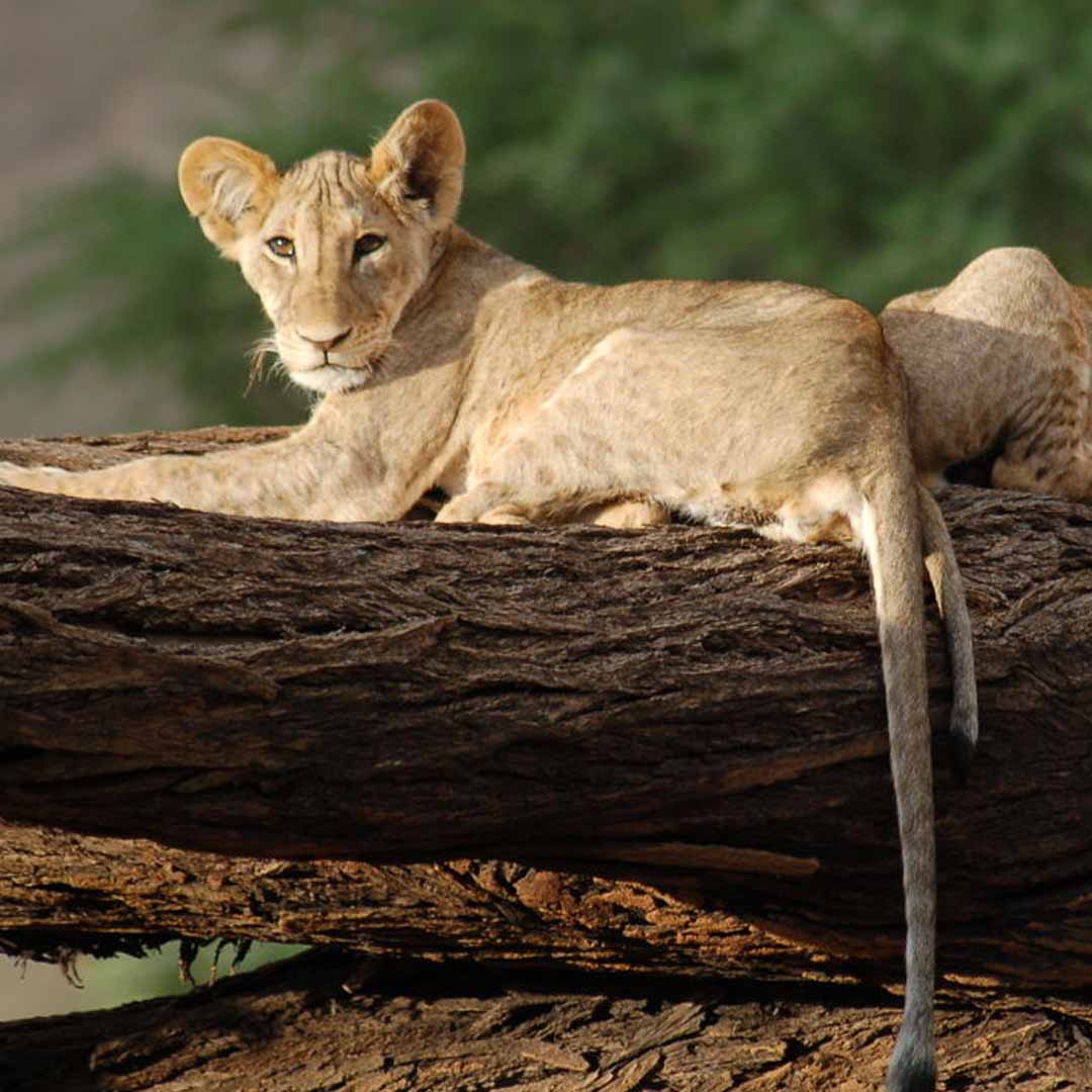 Samburu National Park
