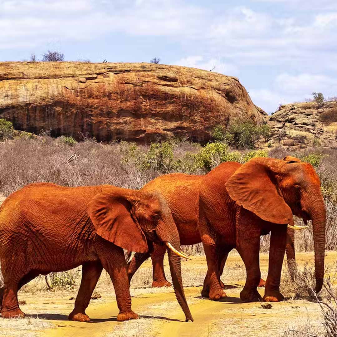 Tsavo East National Park