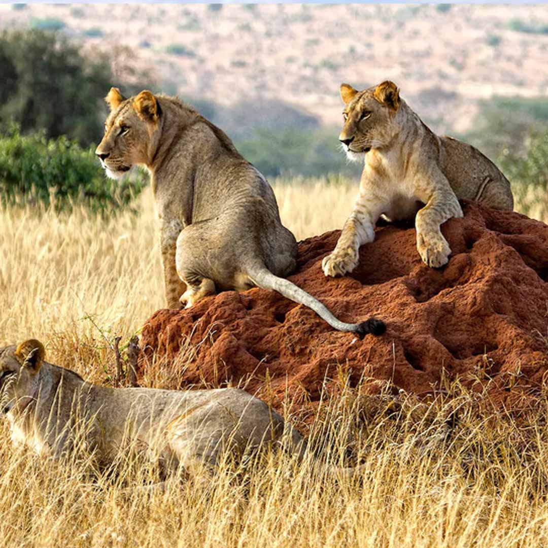 Tsavo West National Park