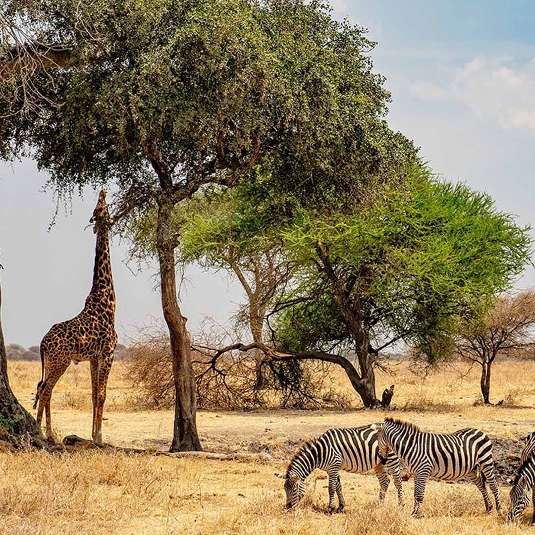 Arusha National Park