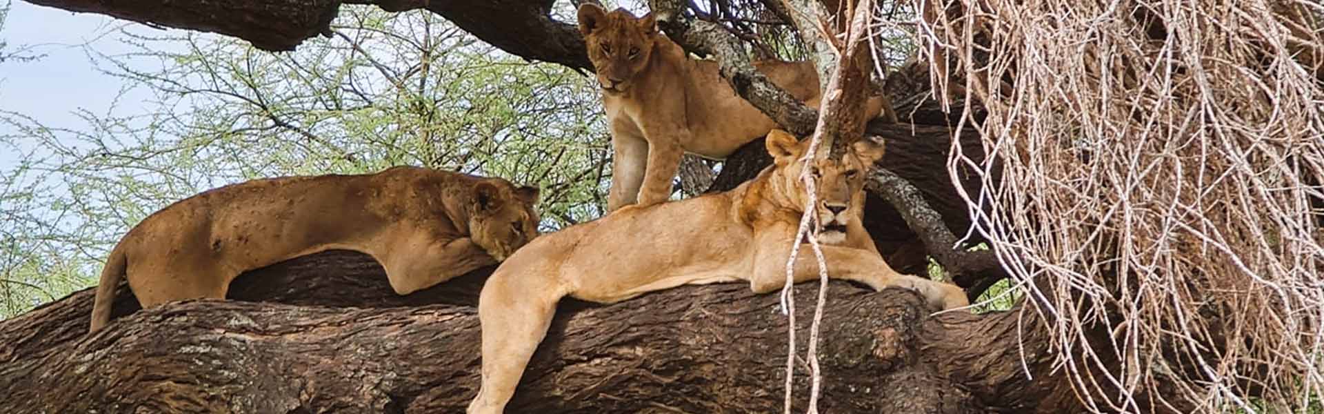 Lake Manyara National Park