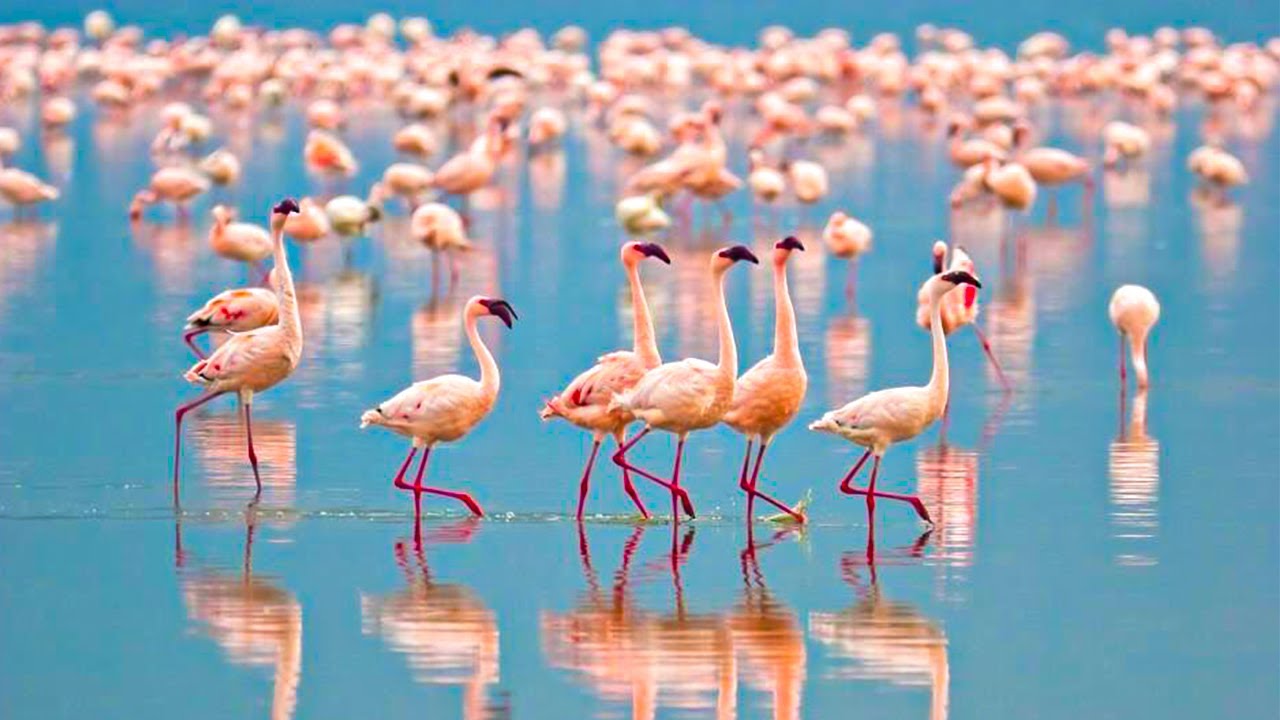 4 Days Maasai Mara & Lake Nakuru